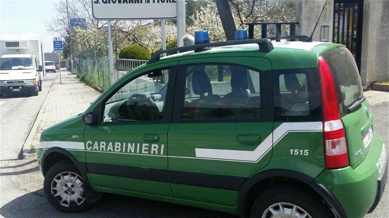 Carabinieri Forestale, controlli agroalimentari a San Giovanni in Fiore
