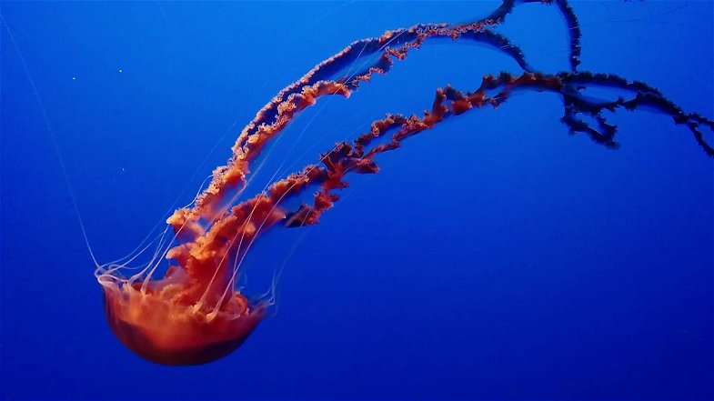 Calabria, è allarme meduse