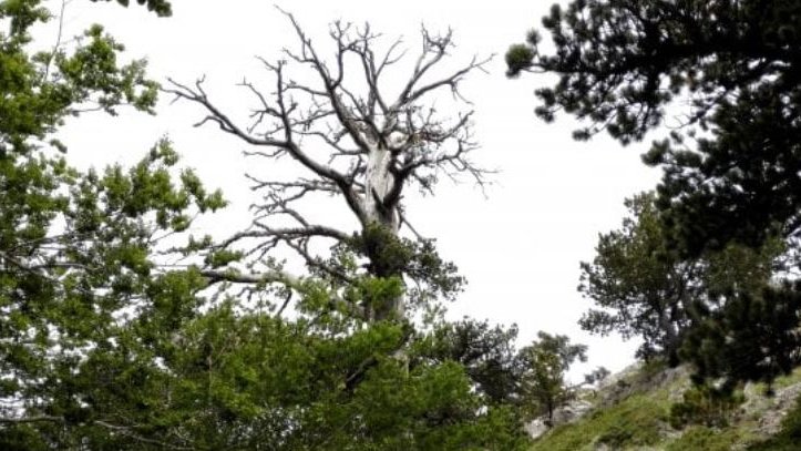 Sul Pollino l’albero più longevo d’Europa