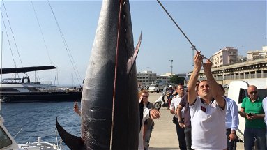 Guardia Costiera: operazione regionale Damocle, sequestrate 15 tonnellate di prodotti ittici