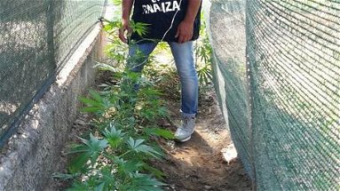 Rossano: coltivava marijuana in giardino, 40enne arrestato dalla Guardia di Finanza
