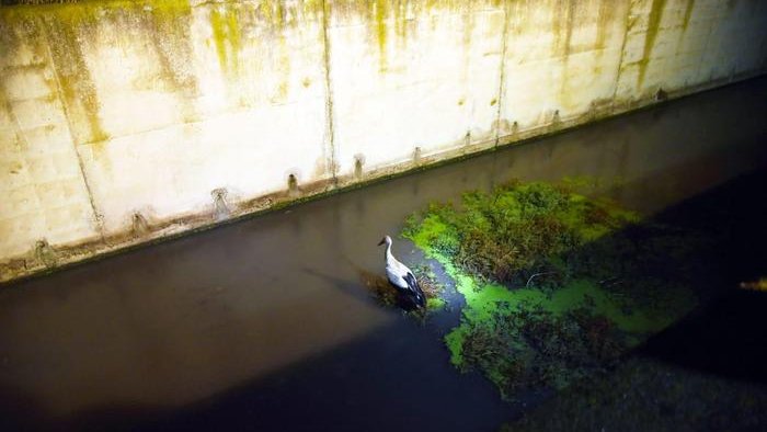 Cicogna finisce in canale a Sibari, salvata