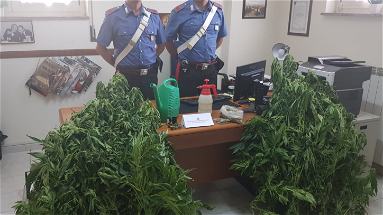 Bocchigliero: coltivatore di marijuana arrestato dai Carabinieri mentre annaffia le piante.