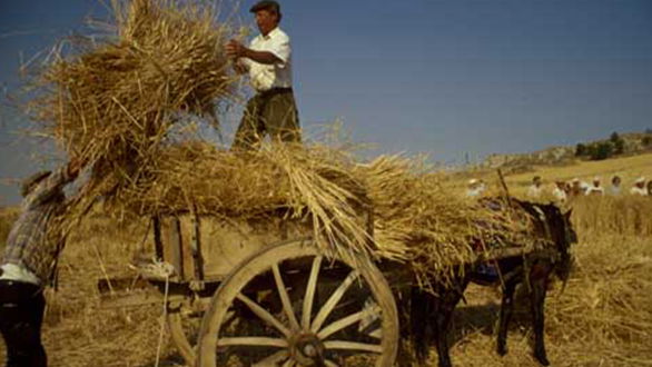 Rossano, Festa della mietitura a Masseria Mazzei