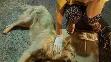 Corigliano: quattro cani randagi avvelenati negli ultimi giorni