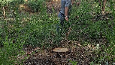 Carabinieri Forestale Castrovillari: furto legna area comunale, denunciato un uomo di Roggiano