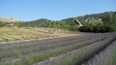 Il Parco della Lavanda, la rinascita biologica di Morano