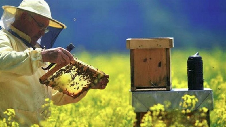 Coldiretti apicoltura: necessario far volare le api. Mese di agosto preoccupante.Il comparto ha un valore di 15 milioni di euro