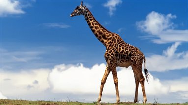 Sudafrica, madre e figlio attaccati da una giraffa sono in condizioni critiche