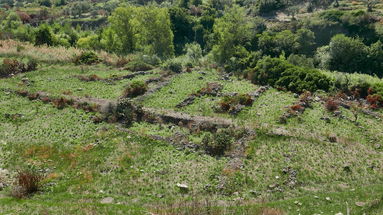 Cultura,scoperto insediamento a Squillace. Forse è parte del Vivarium di Cassiodoro