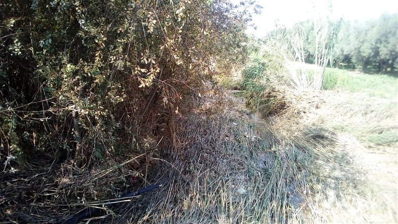 Rossano (contrada Fossa): torrente Nubrica necessita urgente pulizia