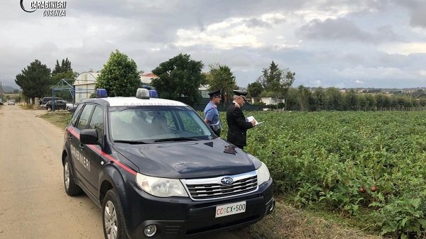 CARABINIERI COSENZA, Roggiano: arrestato imprenditore agricolo per sfruttamento lavoro 7 extracomunitari