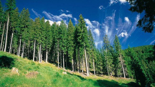 FAI Cisl e UILA Uil Calabria a favore del ricambio nel settore forestale
