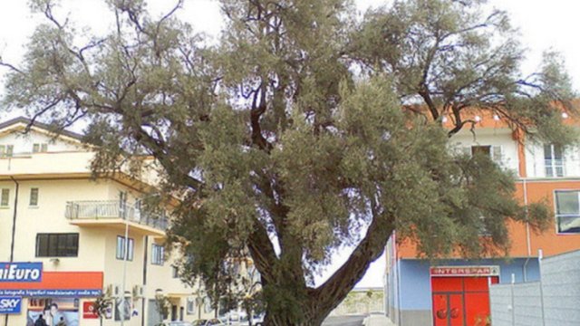 Corigliano Rossano, 43 castagni e ulivo tra alberi monumentali regionali. Aggiornato l'elenco