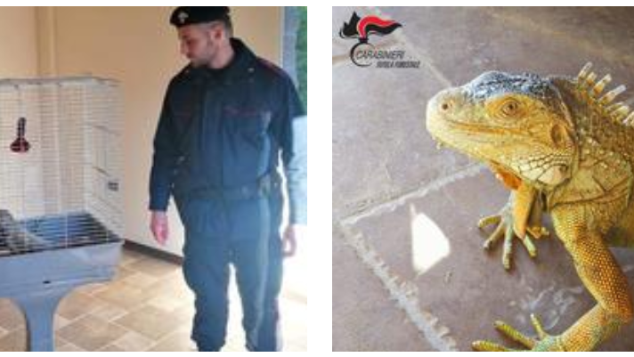 Roggiano, Carabinieri Forestale Calabria: sequestrata iguana detenuta illegalmente