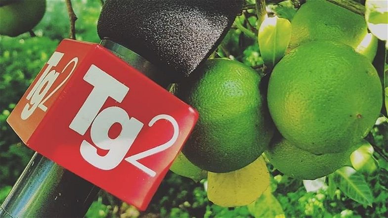 Tg2, Eat Parade dedica uno spazio al bergamotto