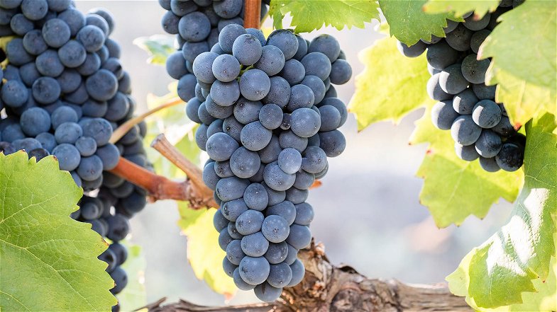 Magliocco dolce nel registro nazionale delle varietà di uve da vino