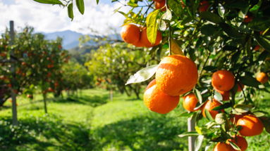 Crisi agrumicola, mozione di Battaglia e D’Acri per affrontare l’emergenza