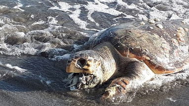 Soffocata dalla plastica: tartaruga morta a Le Castella