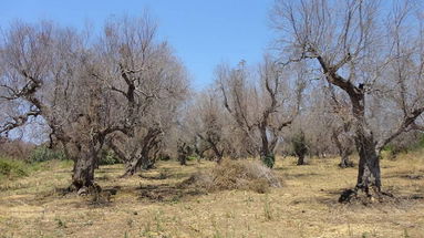 La Xylella presto potrebbe arrivare in Calabria. L'allarme lanciato da Coldiretti