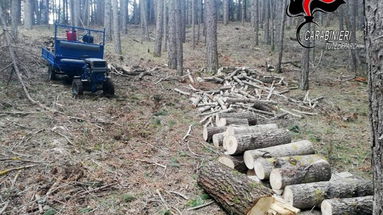 Carabinieri Forestali: due denunce per tagli abusivi