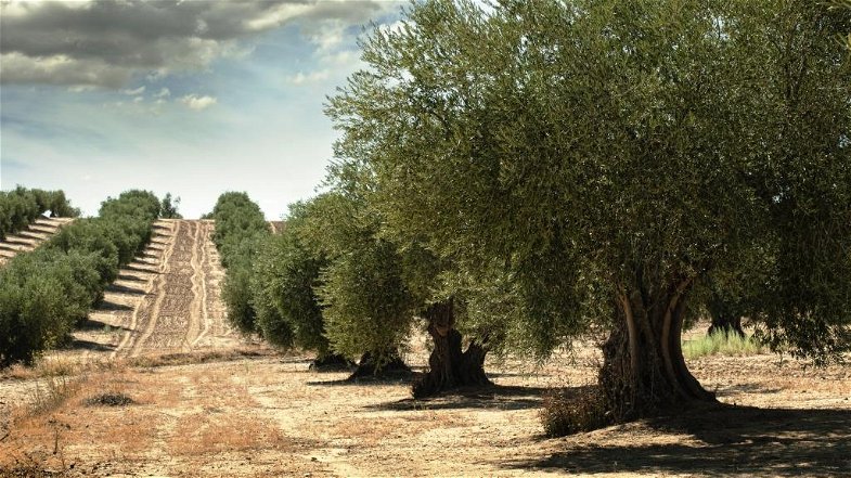 L'annus horribilis dell'olivicoltura in Calabria
