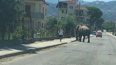 Corigliano Rossano, elefante in libera uscita