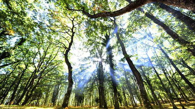 Nel Parco del Pollino ci sono i faggi più vecchi d’Europa