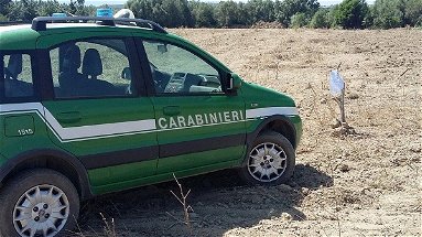 Carabinieri Forestale, Corigliano Rossano: estirpazione abusiva di un agrumeto. Sigilli e denunce