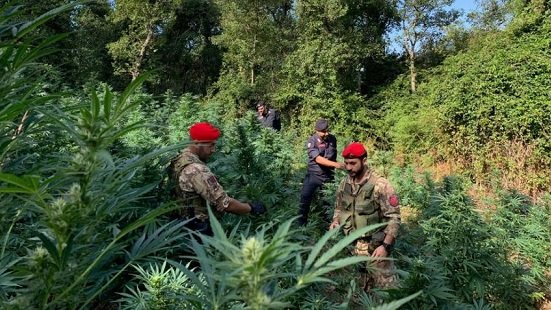 Rinvenuta una piantagione di marijuana: due arresti