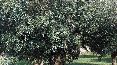 Coldiretti calabria: campagna 2019 olive sane. Raddoppia la produzione rispetto al 2018