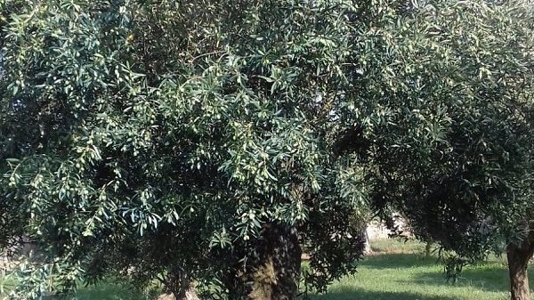 Coldiretti calabria: campagna 2019 olive sane. Raddoppia la produzione rispetto al 2018