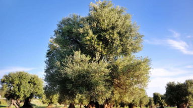 Un ulivo piantato per ogni appartamento. La Pietra aderisce all'appello di Slow Food