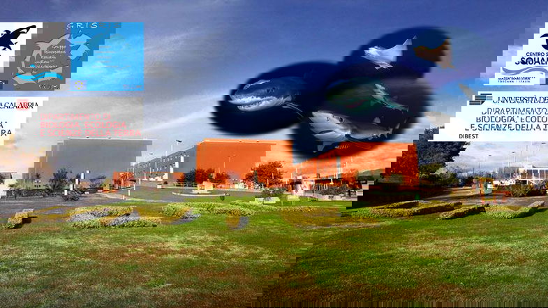 All'Università della Calabria, il XXIII Congresso Europeo sugli squali