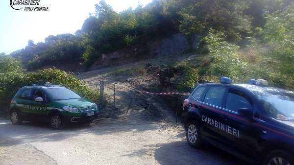 Carabinieri Forestale, Caloveto: estirpate piante per coltivare ortaggi