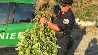 Coltivava piante di cannabis a Corigliano Rossano, denunciato 53enne