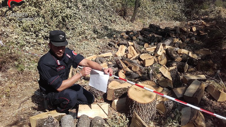 Carabinieri Forestale: San Sosti – Tagliavano legna senza autorizzazione. Due denunce
