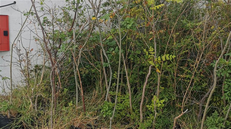 Corigliano Rossano: il Comune recupera alberi abbandonati. Nuove piante in aree verdi attrezzate