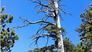 Nel Parco del Pollino, il pino loricato di 1200 anni.L'albero più antico d'Europa diventa opera d’arte