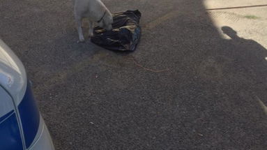 Bella il cane avvelenato a Corigliano e la lezione d'amore di Black