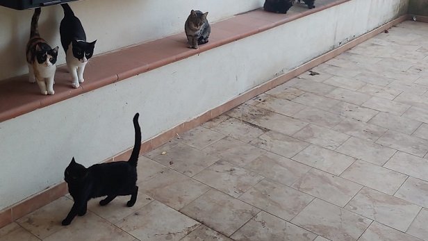 Rossano: gatti randagi murati vivi in un condominio