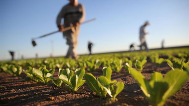 Erogati oltre 33 milioni di euro agli agricoltori calabresi