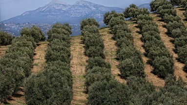 Anche Altomonte entra nelle Città dell'Olio