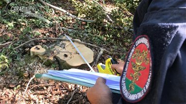 San Benedetto Ullano: i Carabinieri Forestale smascherano beneficiario del reddito di cittadinanza che lavorava per ditta boschiva