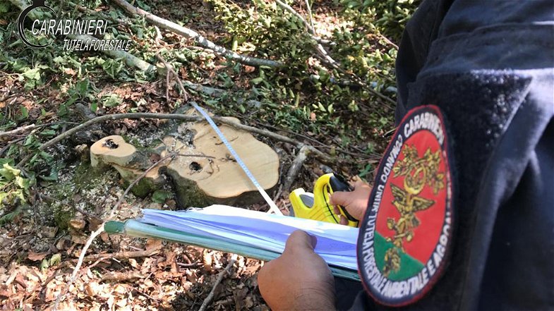 San Benedetto Ullano: i Carabinieri Forestale smascherano beneficiario del reddito di cittadinanza che lavorava per ditta boschiva