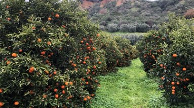Operatore agricolo subisce un furto di 30 quintali di clementine