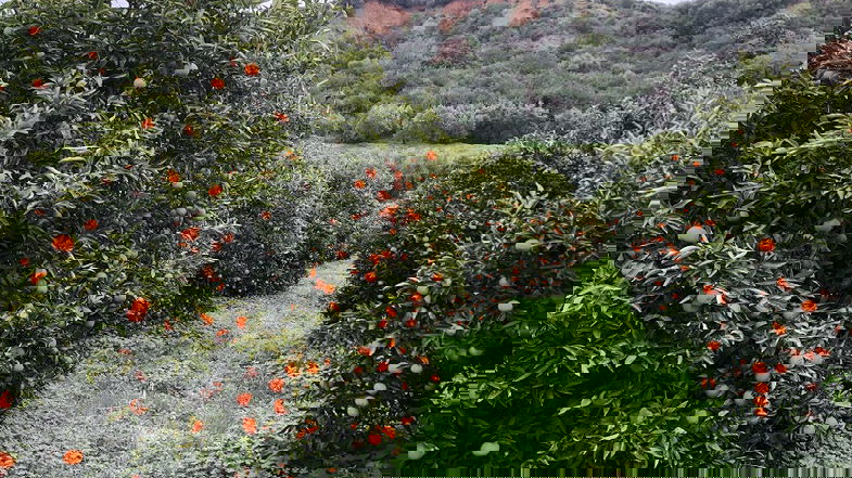 Operatore agricolo subisce un furto di 30 quintali di clementine