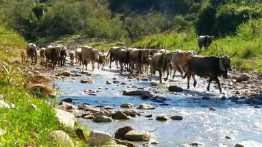 La transumanza, emblema della montagna, è patrimonio dell’umanità