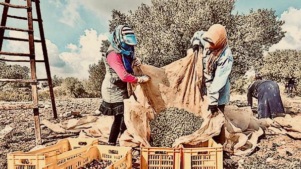 L'olio tunisino che uccide i produttori italiani