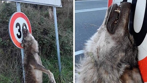 Orrore in Calabria: lupo impiccato all’ingresso del paese
